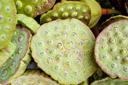 Trypophobia.png